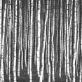 thumbnail image 3 of Bailey, Ann 15x15 Black Modern Framed Museum Art Print Titled - White Birches, 3 of 5