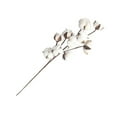 Axio 10 Heads Dried Cotton Stems Farmhouse Style Artificial Flower