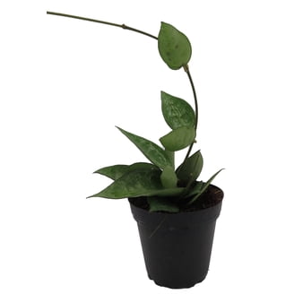 Super Nova Black ZZ Plant - Zamioculcas - 5" Pot - Collector's Series -  Walmart.com