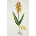 thumbnail image 2 of Robert Jacob Gordon 16x24 Black Ornate Framed Double Matted Museum Art Print Titled: Lachenalia Aloides (L.F.) Engl. Var. Aurea (Opal Flower) (1777 - 1786), 2 of 5