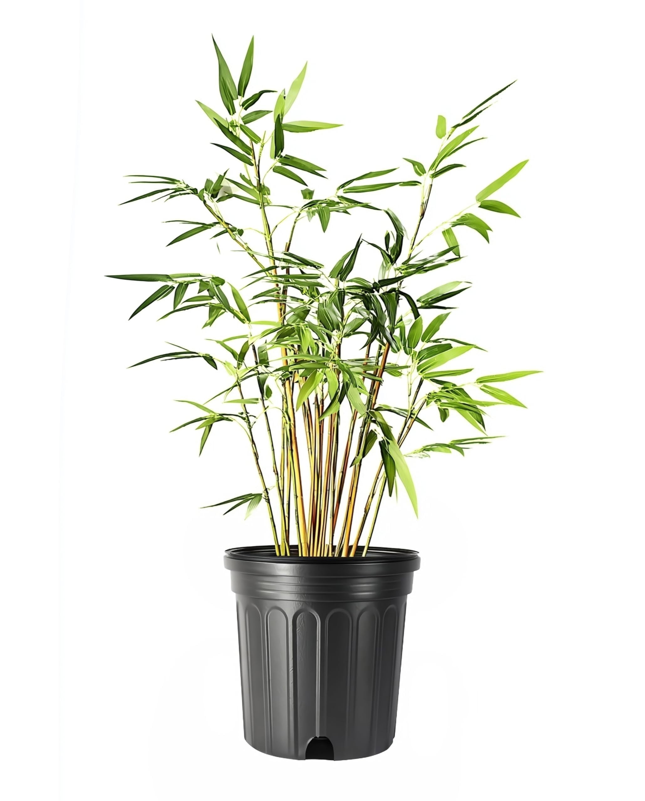 Bamboo Fernleaf | 3 Extra Large 3 Gallon Plant | Bambusa multiplex