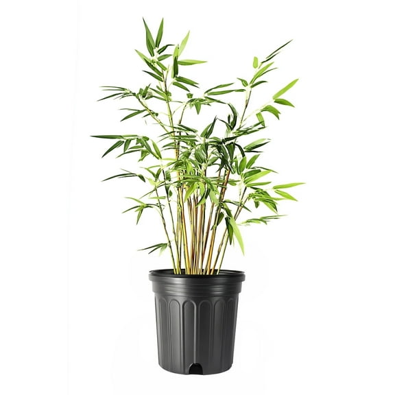 Bamboo Green Hedge | 1 Large Gallon Size Plant | Bambusa multiplex | Upright Clumping Bamboo | Fast Growing Privacy Hedge Windbreak Gardens Borders Beds Walkways Decorative Accent Outdoor Zone
