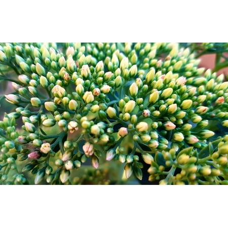 Fat Flowers - Framed Art for Your Wall Flower Buds Flower Buds of A Fat Hen Flowers 10x13 Frame