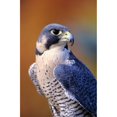 thumbnail image 2 of Close up of adult male Peregrine Falcon Poster Print, 2 of 2