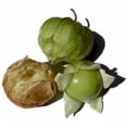 thumbnail image 4 of 200 GRANDE Rio VERDE TOMATILLO Green Physalis Ixoxcarpa Vegetable Seeds, 4 of 5