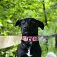 thumbnail image 7 of TSPRO Tactical Dog Collar 1.25 Inch Wide Dog Collar Strong Dog Collar Thick Dog Collar Heavy Duty Metal Buckle for 12.6-15.8 Inches Neck (Camo Pink S), 7 of 7