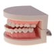 thumbnail image 3 of 2 Sets Modelo de Dientes Boca Humana Enseñanza Escolar Cepillo 1: 1 Sunnimix Estatua de boca humana, 3 of 8