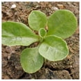 thumbnail image 3 of Everwilde Farms - 1/4 lb English Daisy Mixed Garden Flower Seeds - Gold Vault Bulk Seed Packet, 3 of 3