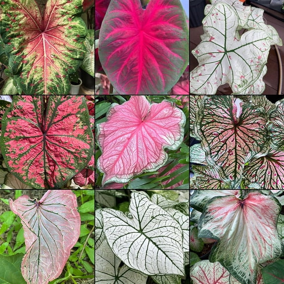 Blue Buddha Farm: Caladium Variety Mix (Random Mix of Bulbs)-5 Bulbs - Easy to Grow Indoor or Outdoor Perennial Plant