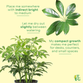 thumbnail image 6 of Live Schefflera Arboricola Plant, Umbrella Tree, Air Purifying 4 inch Diameter Live Plant Grown in USA, 6 of 7