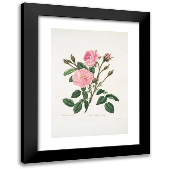 Mary Lawrance 11x14 Black Modern Framed Museum Art Print Titled - Muscosa Rose (1799)