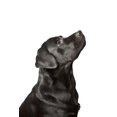 thumbnail image 2 of Black Labrador Looks Upwards Wall Decal by Wallmonkeys Peel and Stick Graphic (48 in H x 37 in W) WM354165, 2 of 4