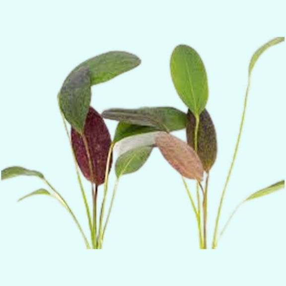 Amazon Sword Echinodorus Red Flame Live Aquarium Plants BUY 2 GET 1 FREE