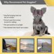 thumbnail image 4 of Dog Goggles Uv Protection For Small To Medium Breed Dog,windproof Anti-fog Dog Motorcycle Glasses, 4 of 5