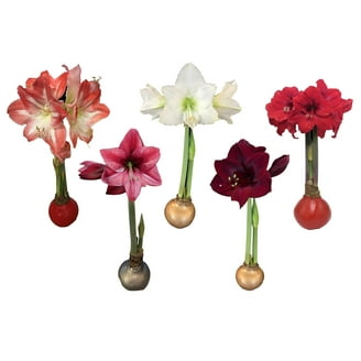 Daylily Nursery Charisma Amaryllis Bulb Single Blooming, Indoor