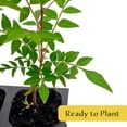thumbnail image 5 of 1 Chinese Pistache Tree | Live Sapling in 2.5-inch Nursery Cube | Pistacia Chinensis Variety | Drought-Tolerant Deciduous Shade Canopies | Bursting Colorful Foliage for Home, 5 of 9