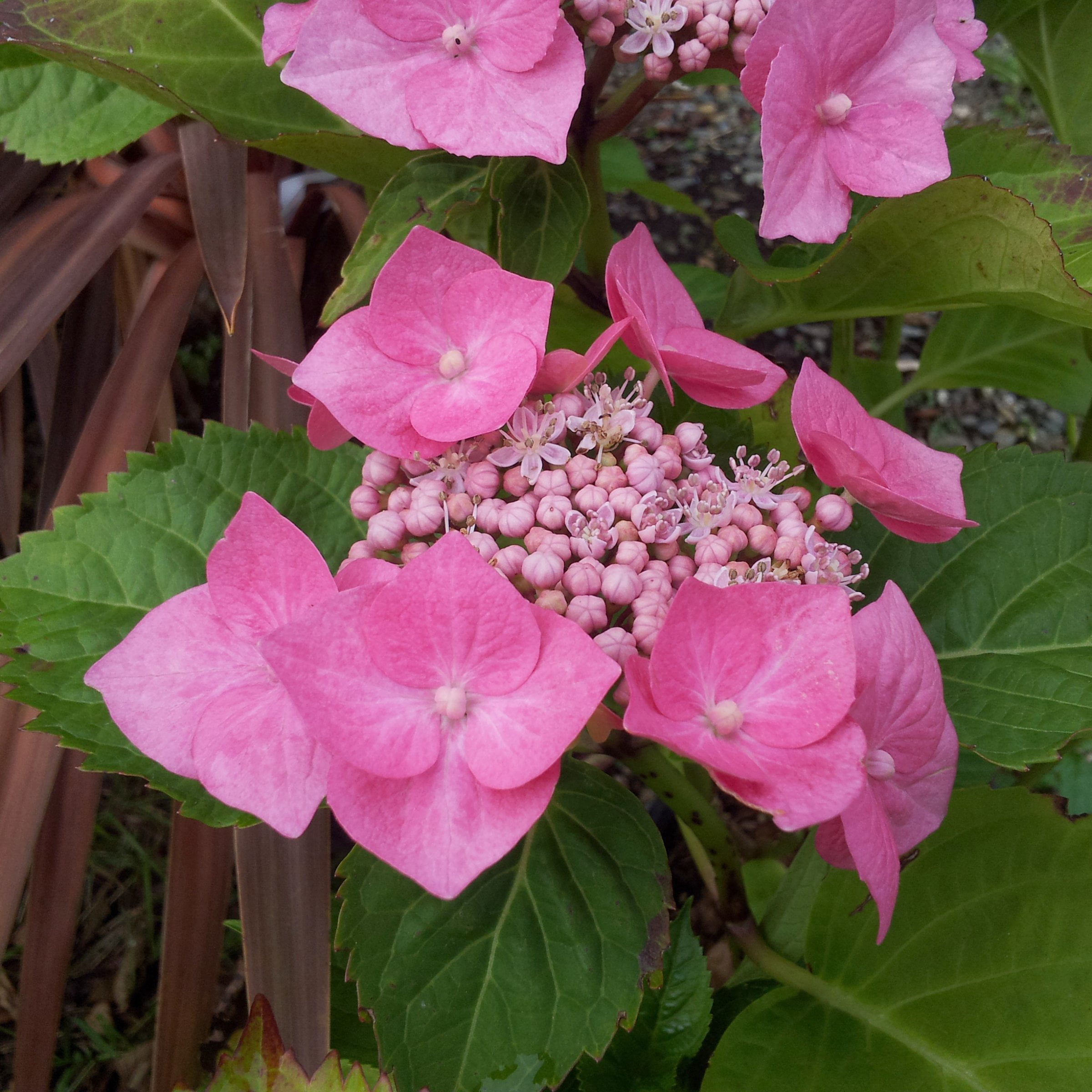 National Plant Network 4 in. Hydrangea Preziosa (3-Pack)