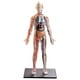 thumbnail image 3 of Modelo de enseñanza del cuerpo humano ensamblado 1:6 4D, juguetes ensamblados DIY Montessori, juguete de anatomía para niños, suministro de ciencia de, 3 of 8