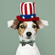 thumbnail image 5 of Collar para perros con lazo para mascotas, bonitos collares para perros con lazo desmontable, 5 of 6