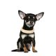 thumbnail image 4 of Collar de cuero con brillantes incrustaciones de cristales para perros y gatitos, 4 of 5
