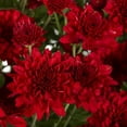 thumbnail image 2 of Expert Gardener 1Gal Red Garden Chrysanthemum Plant Decorative Square Pot Sun, 2 of 9
