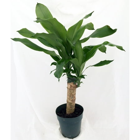 Cane Corn Plant - Dracaena fragrans  - 6" Pot - Easy to Grow House Plant