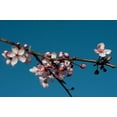 thumbnail image 2 of Erin Berzel 18x13 White Modern Wood Framed Wall Art Titled - Cherry Blossom IV, 2 of 5