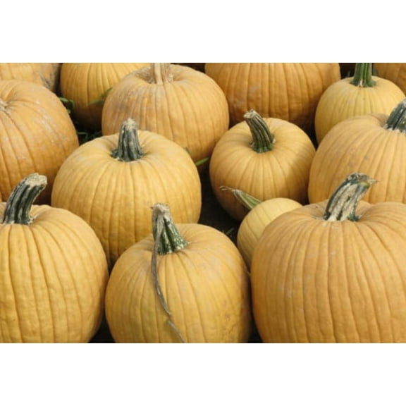 10 Spicy Mocha Pumpkin Seeds for Planting - Coffee Pumpkins