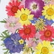 thumbnail image 2 of Ndcxsfigh Material Flores Secas Flores Y Secas Reales Prensadas (color), 2 of 9