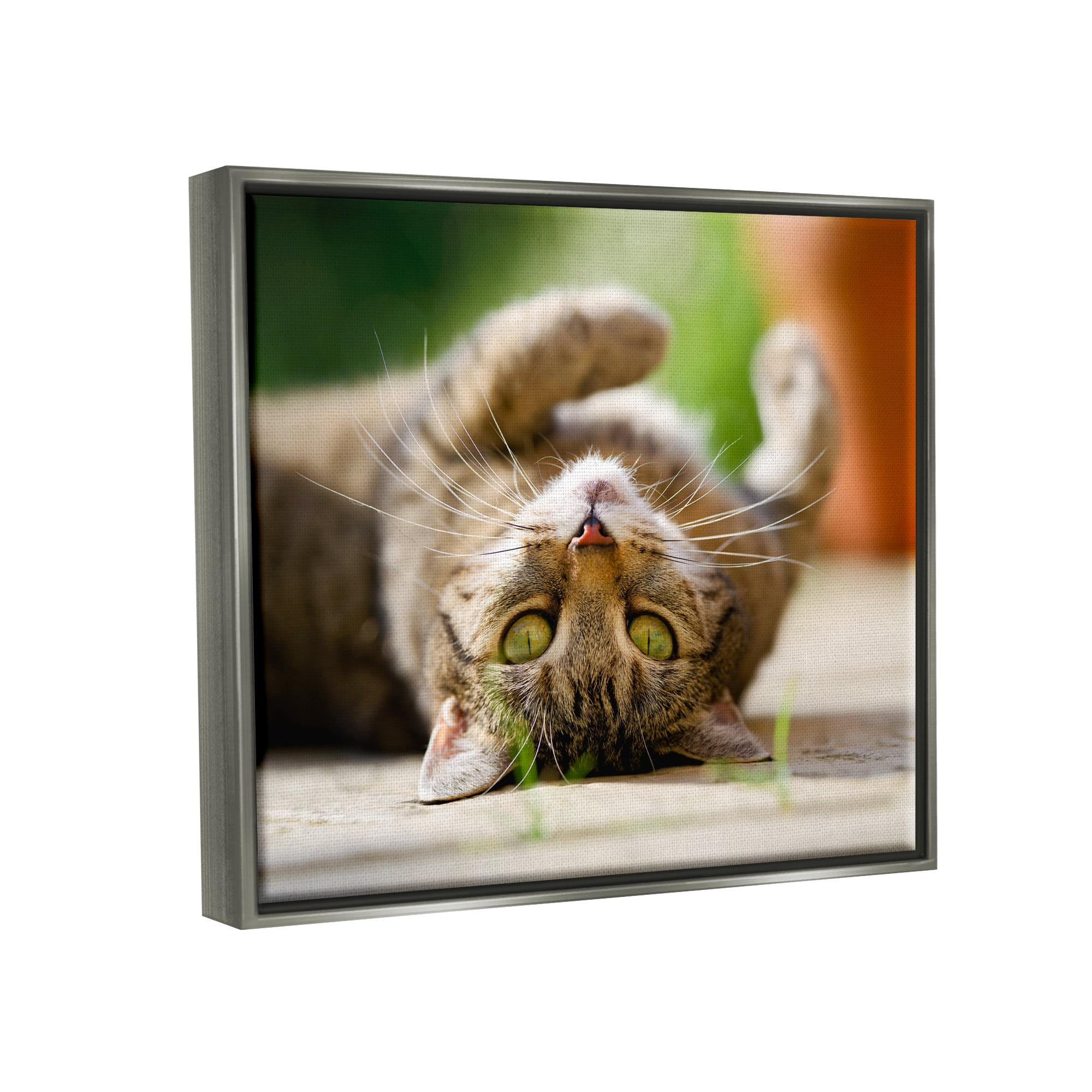Stupell Industries Upside Down Cat Portrait Animals & Insects Photography Gray Floater Framed Canvas Art Print Wall Art, 31 x 25