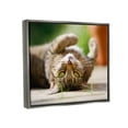 thumbnail image 4 of Stupell Industries Upside Down Cat Portrait Animals & Insects Photography Gray Floater Framed Canvas Art Print Wall Art, 21 x 17, 4 of 10