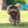 thumbnail image 2 of Pet Hatspet Hat With Ear Holes Dog Sport Baseball For Sun Protection Adjustable Buckle Blackl, 2 of 2