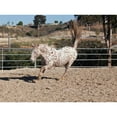 thumbnail image 3 of Peterson, Lee 18x14 Black Modern Framed Museum Art Print Titled - Happy Horse II, 3 of 5