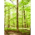 thumbnail image 2 of Guide Gear Quick Climbing Sticks, 3 Pack, 2 of 4