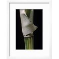 thumbnail image 2 of Bambusa Multiplex Alphonse Karr Bamboo  Shoot, Botanical Framed Art Print Wall Art by Paul Starosta Sold by Art.Com, 2 of 6
