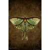 Steampunk Luna Moth by Brigid Ashwood Butterfly Wall Decor Insect Wall Art of Moths and Butterflies Illustrations Cool Wall Decor Art Print Poster 24x36