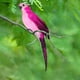 thumbnail image 2 of Loro de plumas de imitación, verde, decoración de jardín, pájaro, loro de acero dorado, pájaro, pájaro de plumas, clip de pájaro de espuma, decoración de pájaros, 2 of 8