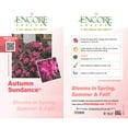 thumbnail image 4 of Encore Azalea Autumn Sundance (2 Gallon) Pink Flowering Shrub - Full Sun Live Outdoor Plant, 4 of 10
