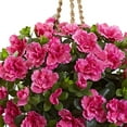 thumbnail image 2 of Azalea Hanging Basket, 2 of 3