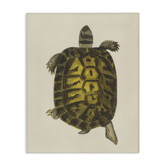 Stupell Industries Vintage Maritime Tortoise Animals Painting Wrapped Canvas Canvas Art Print Wall Art, 16 x 20