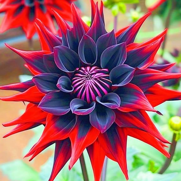 Dahlia, Low Maintenance - Easy Grow - Ideal for Beds Borders, Plant Pots & Planters