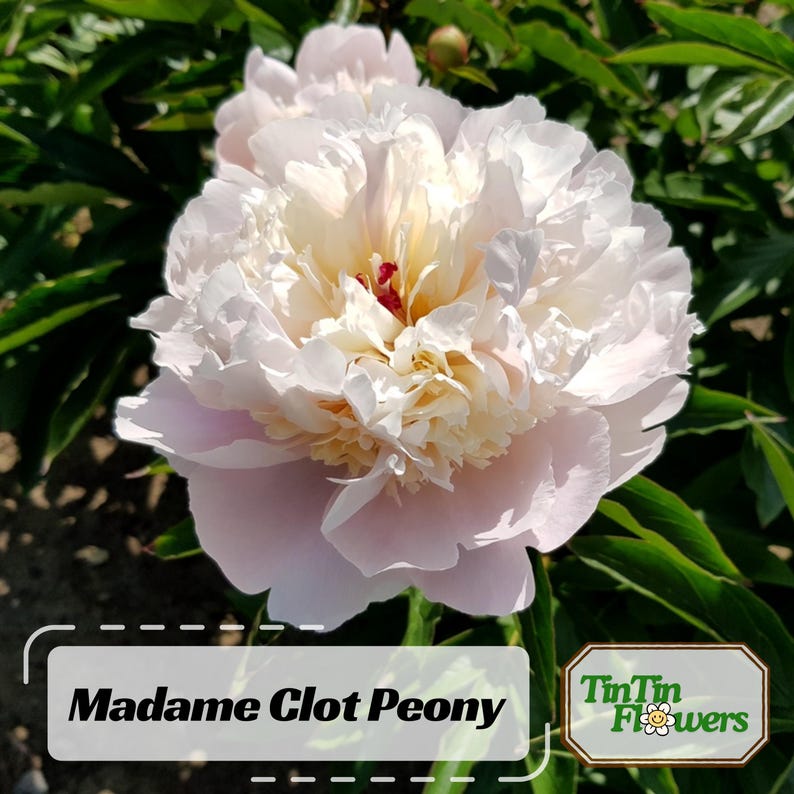 10 Rare Madame Clot Peony Seeds - Heirloom Peony Seeds for Garden Blooms