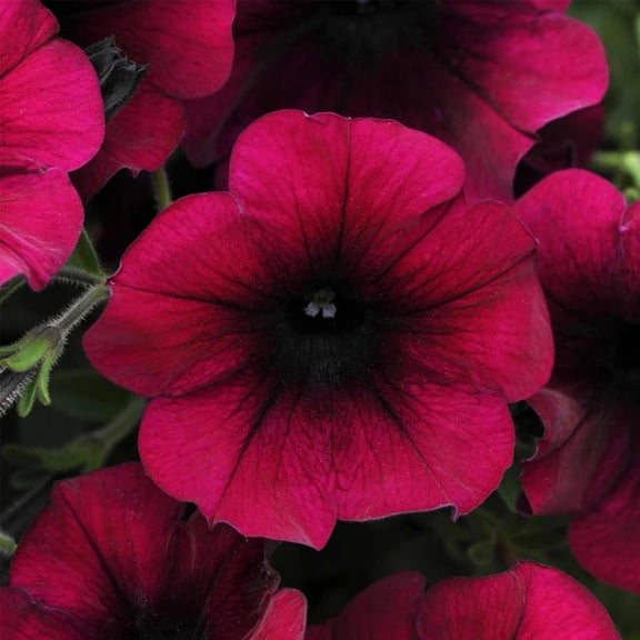 Easy Wave Series Petunia Blue Color ~10 Seeds – Trailing Annual – Non-GMO, Pelleted – 98-105 Days – Hanging Basket & Bedding Flower – Full Sun – Multicolor Options