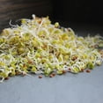 thumbnail image 3 of Organic Radish Sprouting Seeds: 30 Lbs Bucket - Bulk Non-GMO Radish Seed for Sprouting Sprouts, Micro Greens, Survival Food Storage, Hydroponics, Vegetable Garden, More, 3 of 4