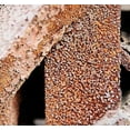 thumbnail image 3 of SHAR Universal 6 Inch Conical Brush Head with Steel Wire, 3 of 4