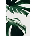 thumbnail image 2 of Artographie Studio 23x32 White Modern Wood Framed Museum Art Print Titled - Monstera Natural 12, 2 of 4