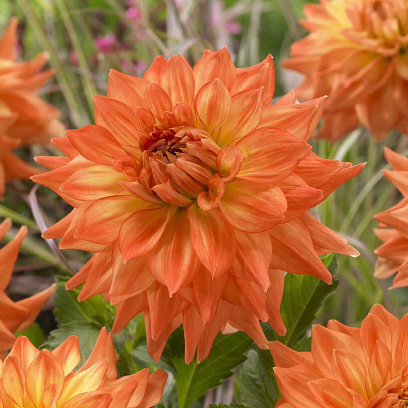 Van Zyverden Dahlias Splendid Festival Blend, 7 Bulbs, Multi-color, Full Sun, Annual, Flowering