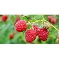 thumbnail image 3 of Wild Raspberry Honey - 8 oz, Made in Maine, Organic, All natural, Gluten Free, NON GMO, Raw, 3 of 4