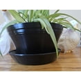thumbnail image 3 of Austin Planter 7.5 Inch Flower Pot and Saucer Black Colored Polypropylene (Single) Made in USA, 3 of 6