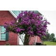 thumbnail image 6 of Catawba Crape Myrtle Rich Purple Blooms  40 Live Plants  Drought & Heat Tolerant, Ideal for Year-Round Garden Beauty, 6 of 7